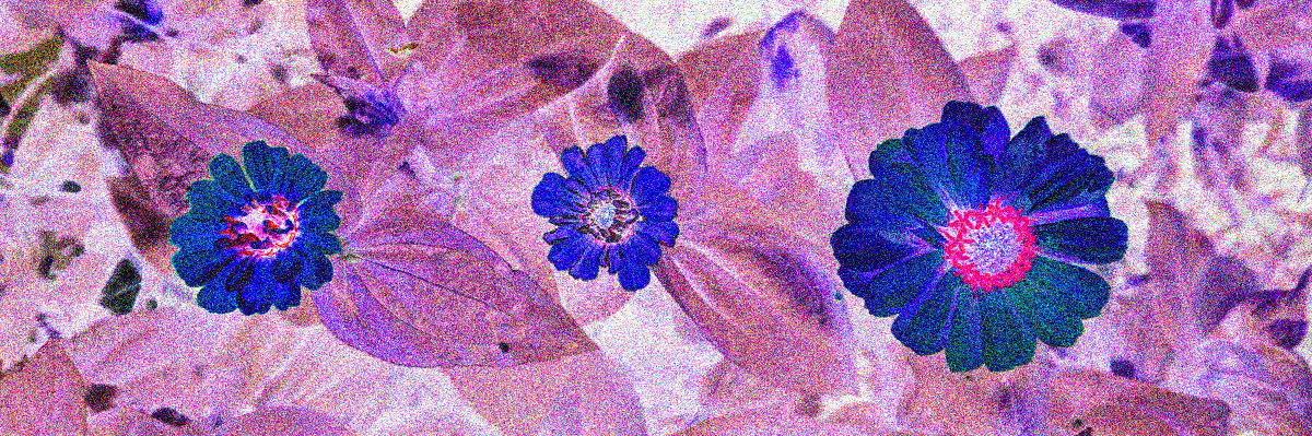 A row of zinnias grown in my garden.